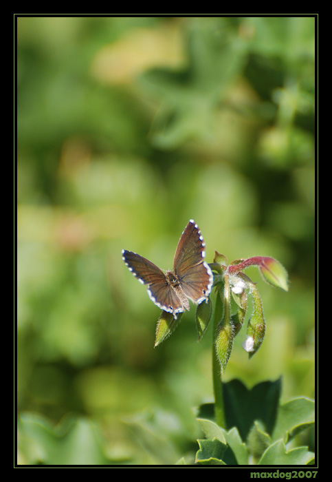 Pronto a spiccare il volo...