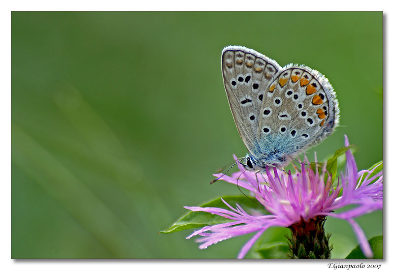 si...si...qui si sta comodi...