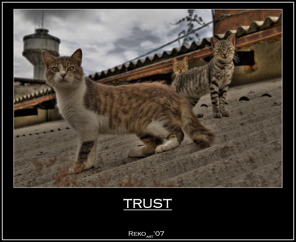 TRUST -colors-
