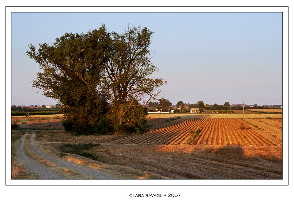 Il viottolo... e l'albero