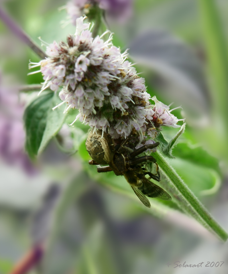 La bocca sollev� dal fiero pasto