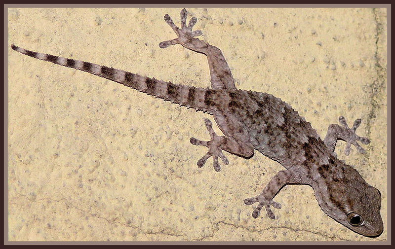 Hey! Ho visto qualcosa!