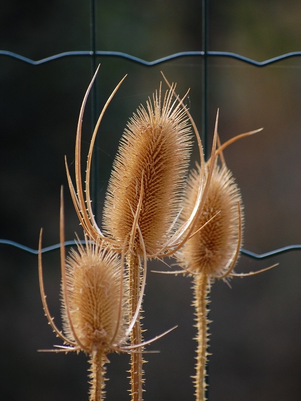 "barbaoco" cos� lo chiamiam in dialetto!