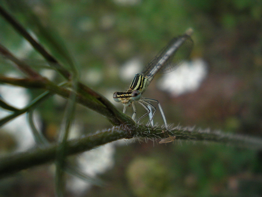 Libellula