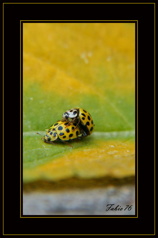 Coccinelle