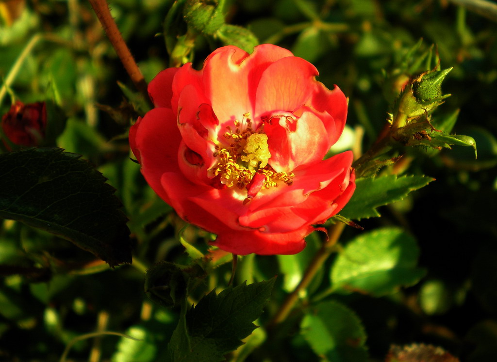 rosa di campo