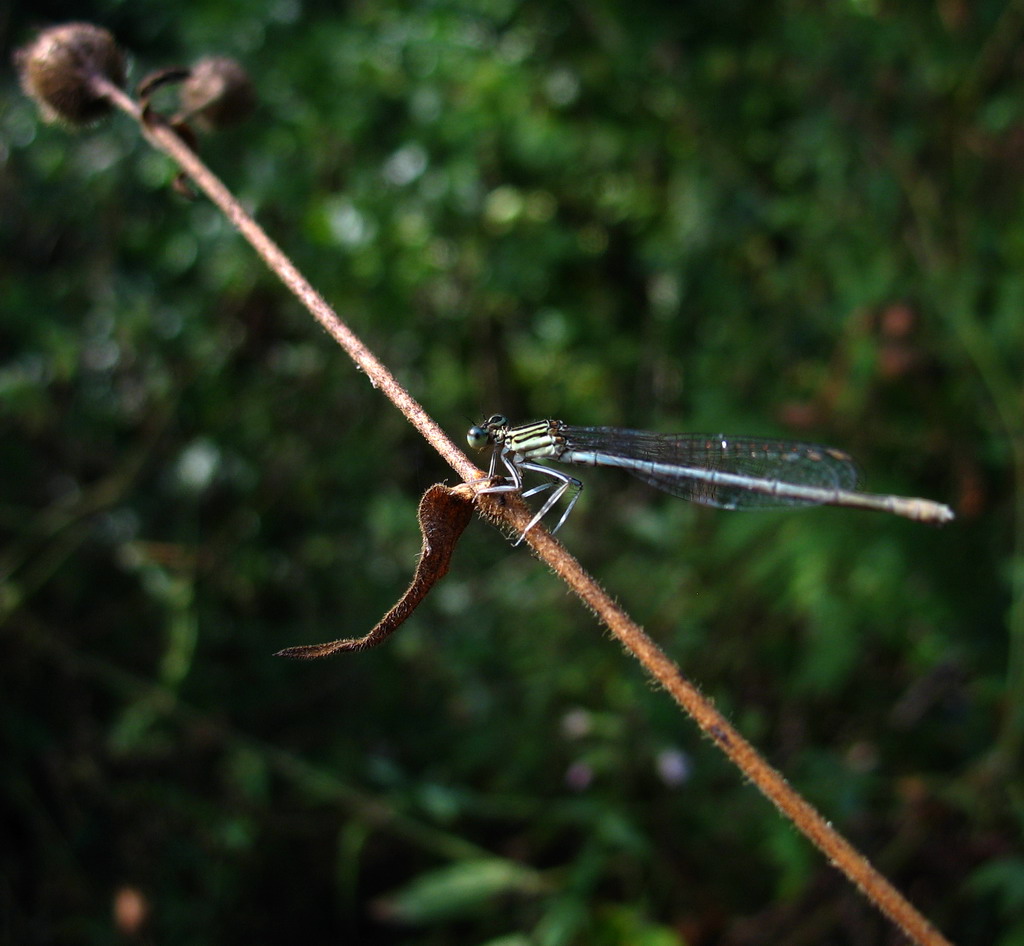 Libellula 2