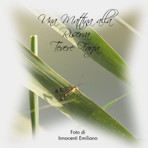 [Reportage] Una Mattina alla Riserva Tevere Farfa...