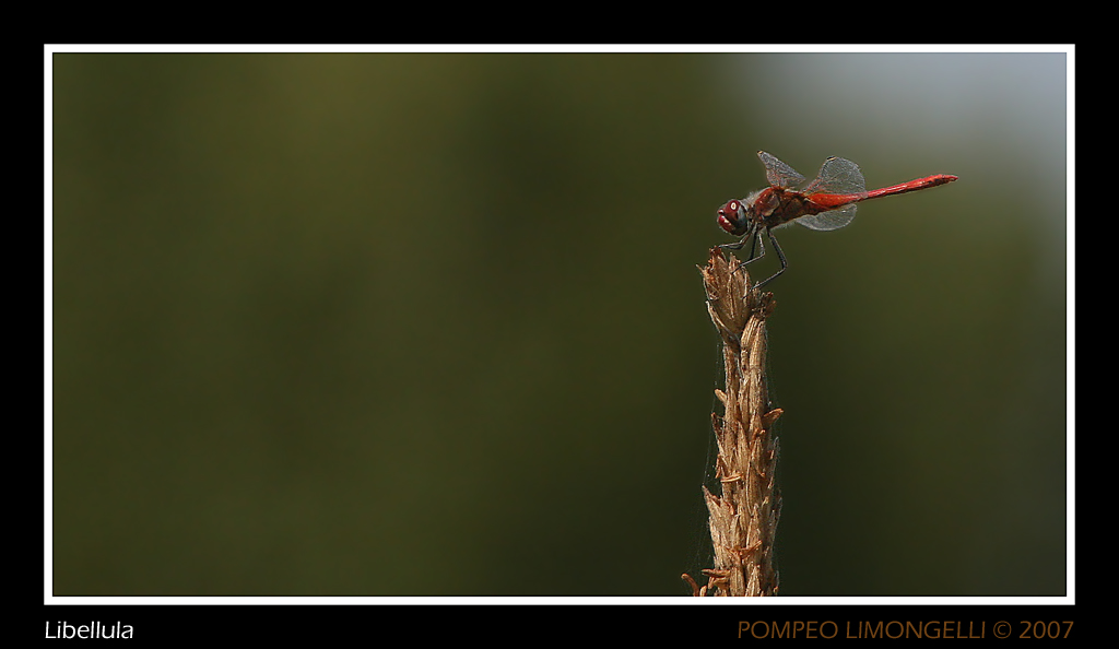 Libellula