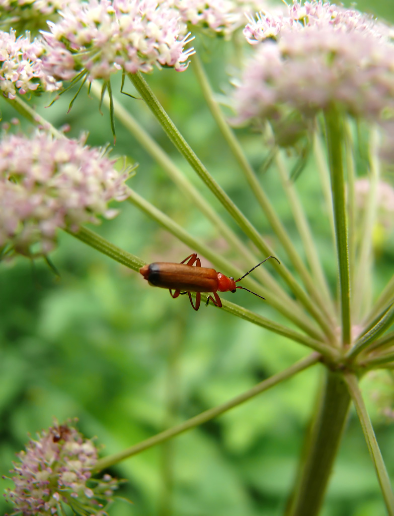 Coleottero in discesa ripida