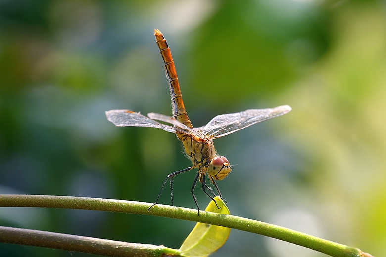 Perfettamente al centro.... o quasi....