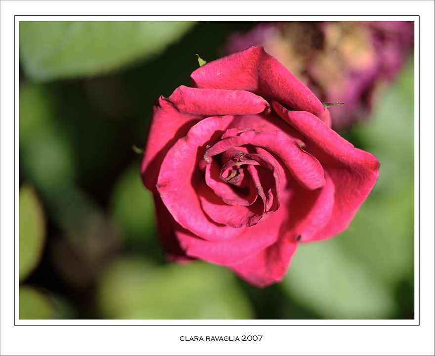 Come un rubino....naturale