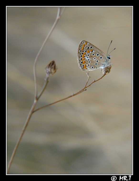 ...piccola piccola....