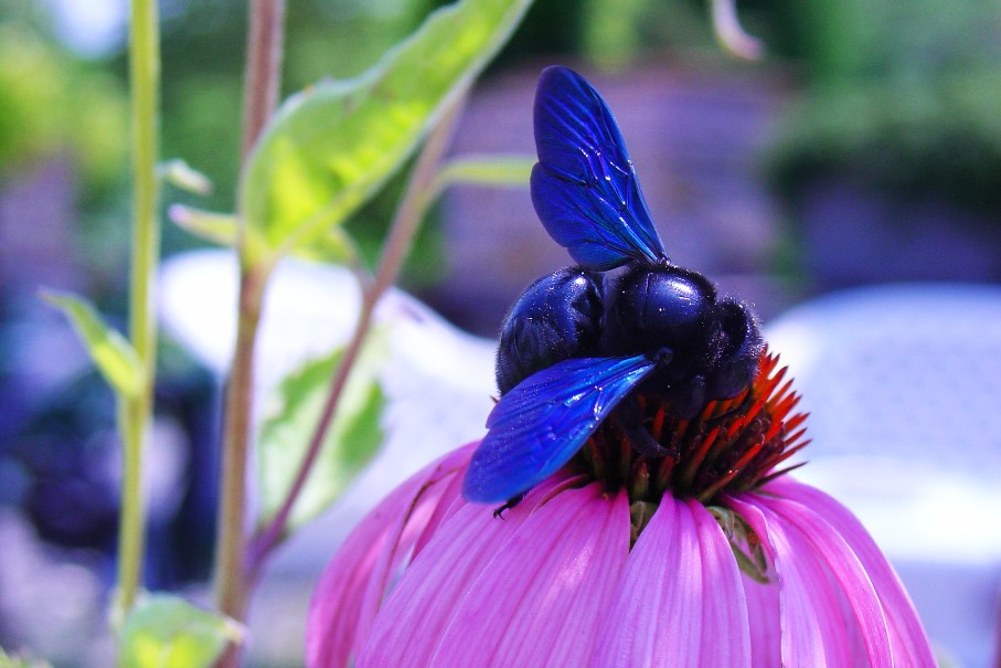 Xilocopa Violacea