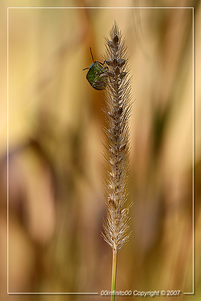 :: Bruci la citt�...