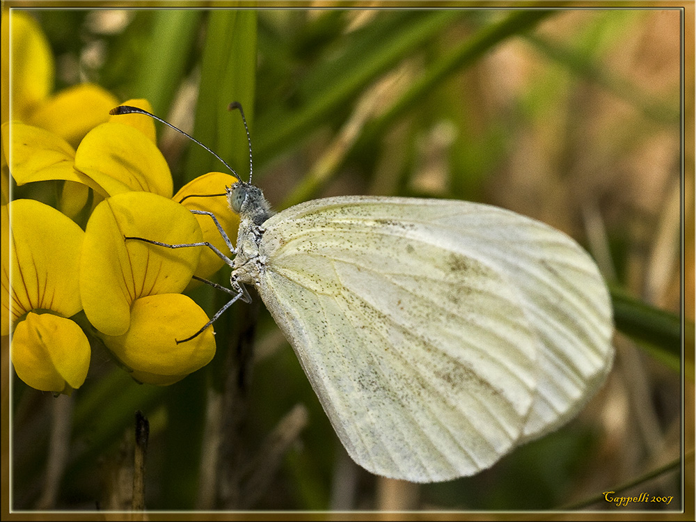 farfalla 2007 2