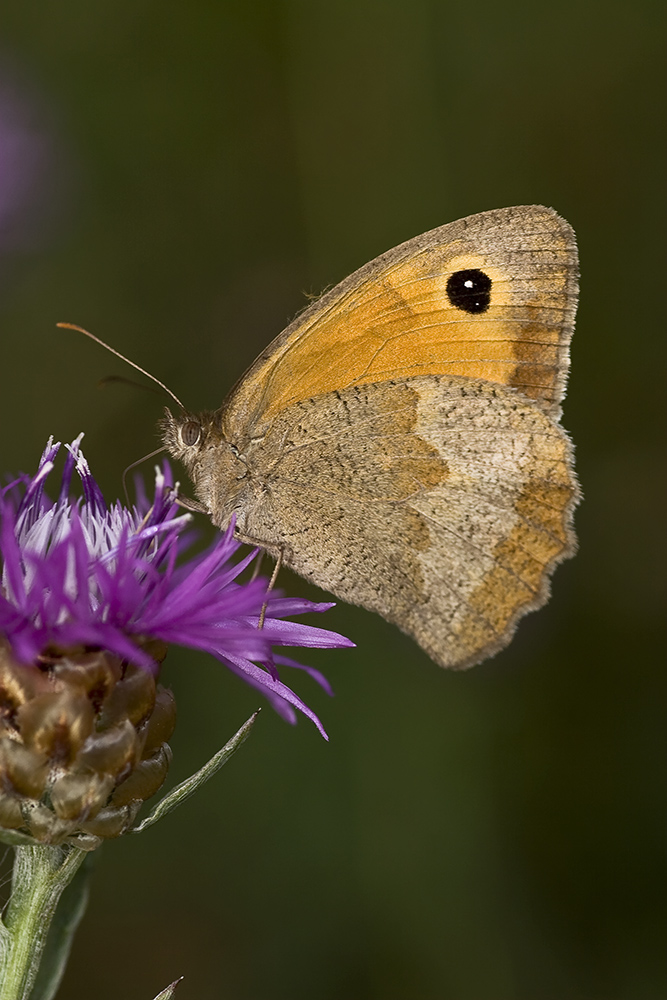 Confronto sigma+ tubo - tamron: farfalla con tamron