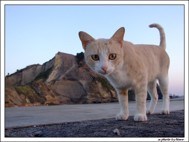 Le Chat 1