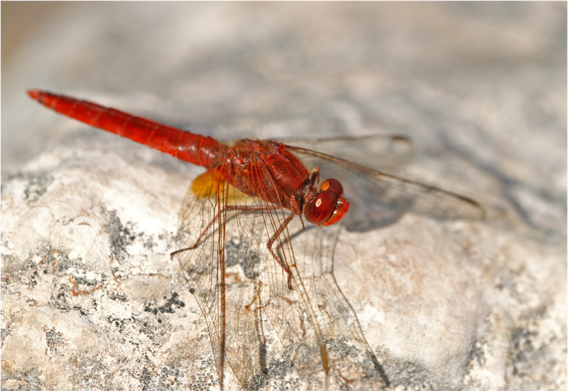 libellula rossa