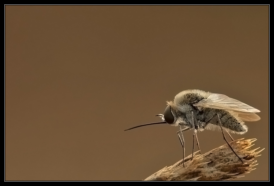 Bombylius minor