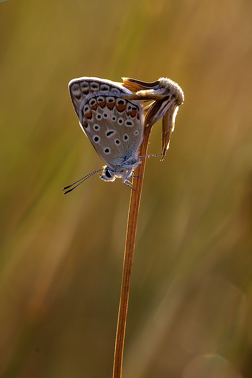 Controluce di farfalla e margherita