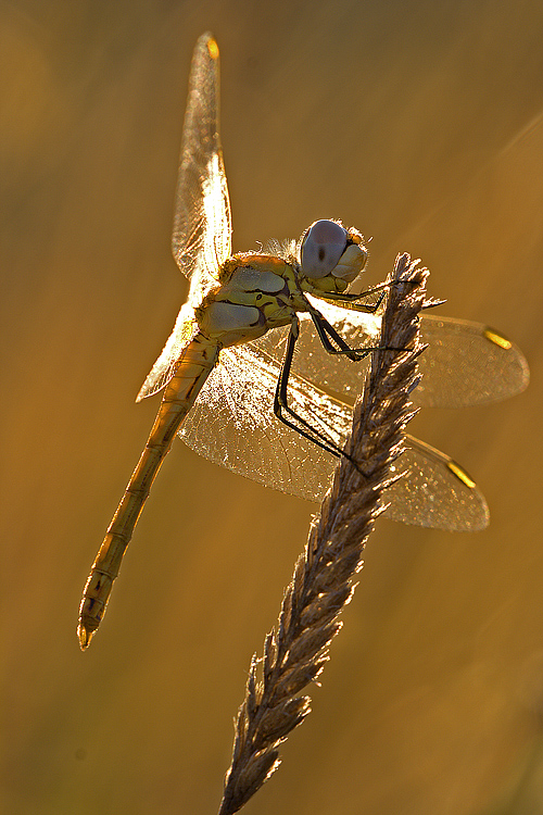 L'adoratrice del sole
