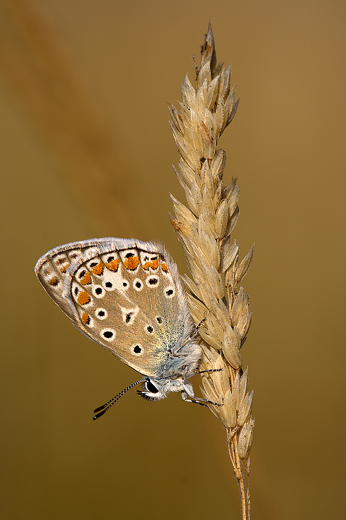 Farfalla che scende dalla spiga