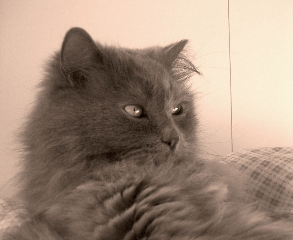 La mia bellissima gattona