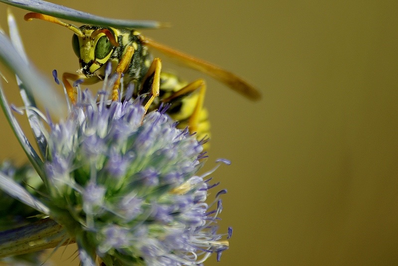 ta daaaaaaaaaaaaaaaa... Beccata!!!!!