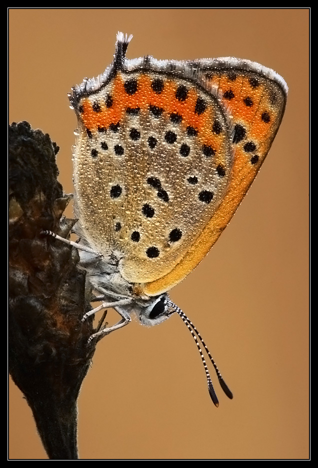 Lycaena thersamon