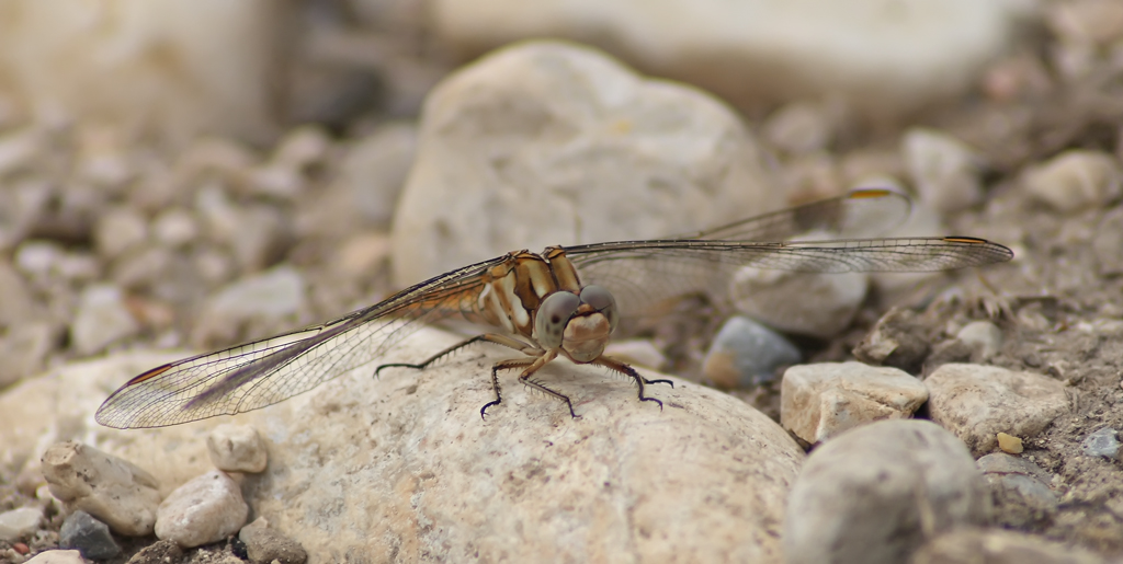 3 - 2 - 1..... VIA!!!!