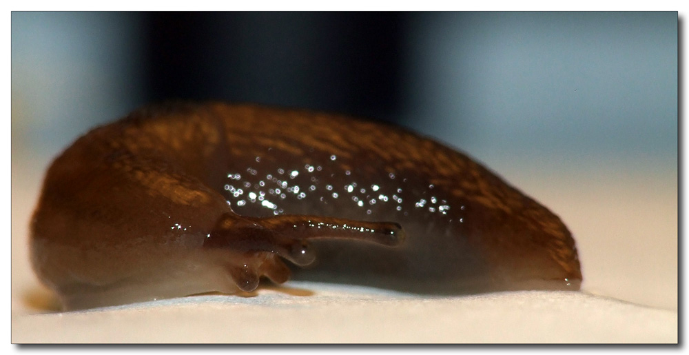 Luma China ..Modella atipica...!