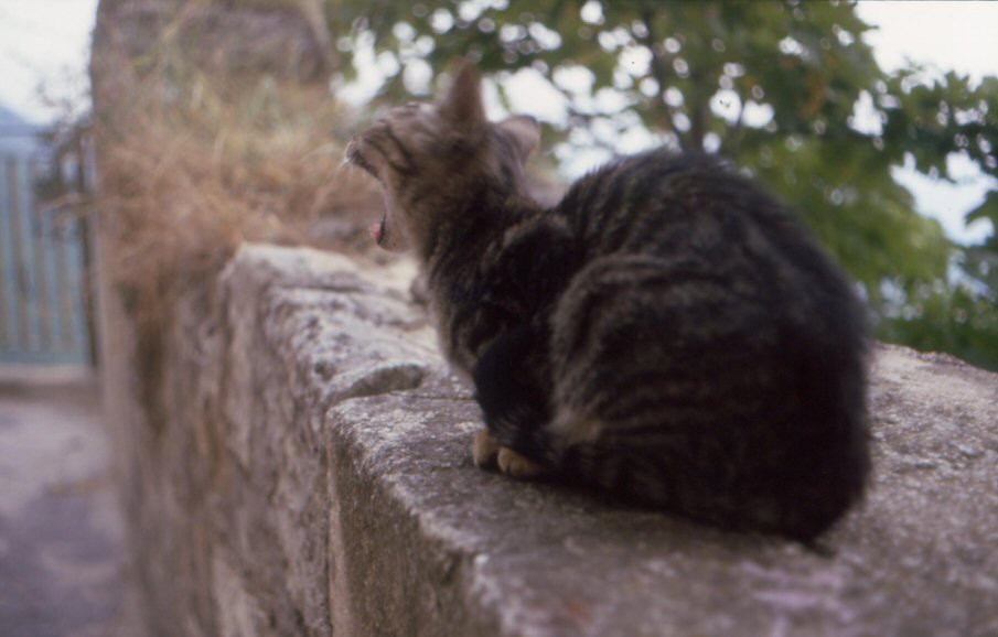 chiss� quante di gatti