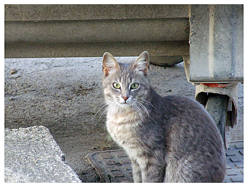 Sono un randagio e me ne vanto...