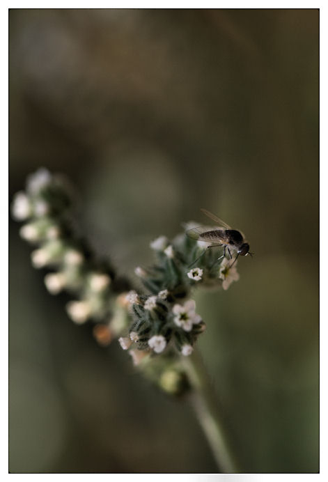 Tentacolo, fiorellini e moschino