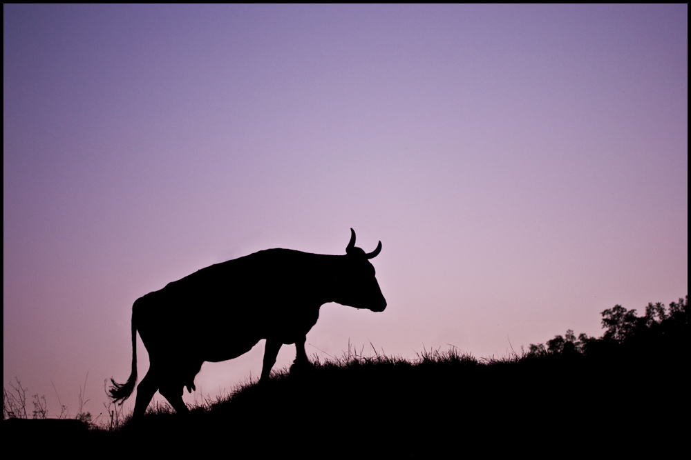 cow at dusk