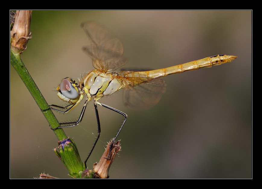 Preferisco le bionde... (libellula)