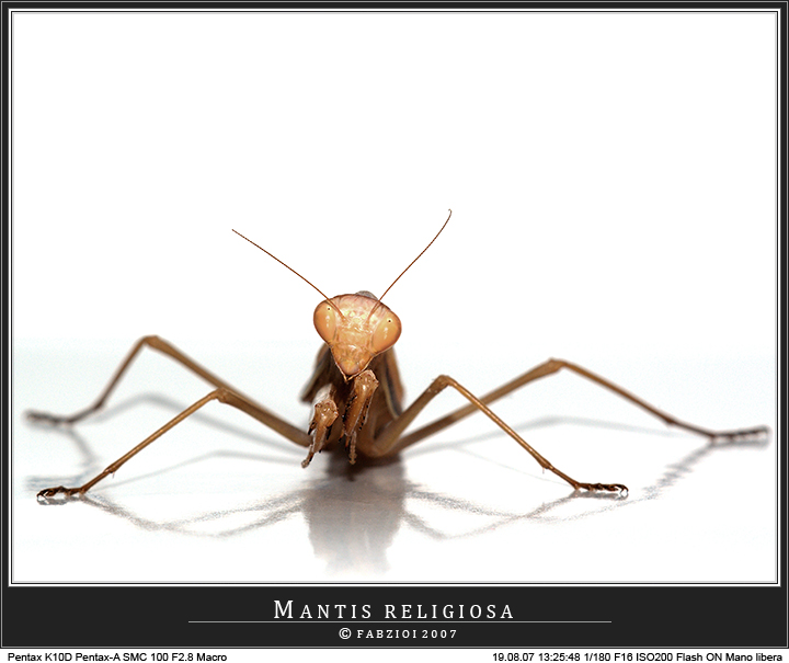 Mantis religiosa in HI-LIGHT!