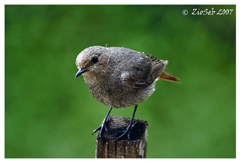 fermo non ti muovere