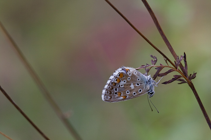 piccolo mondo incantato