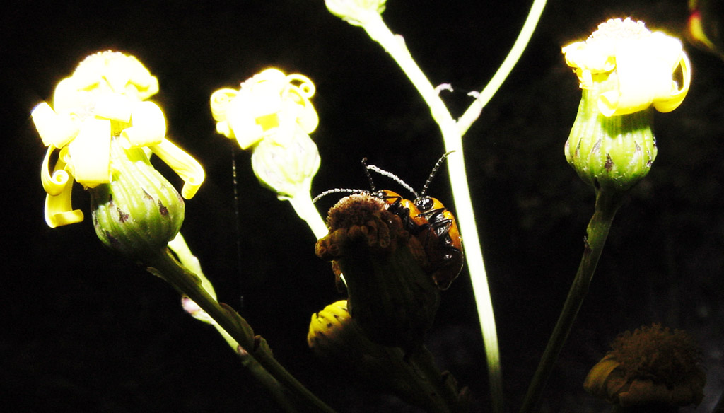 Dobbiamo stare ... vicini vicini