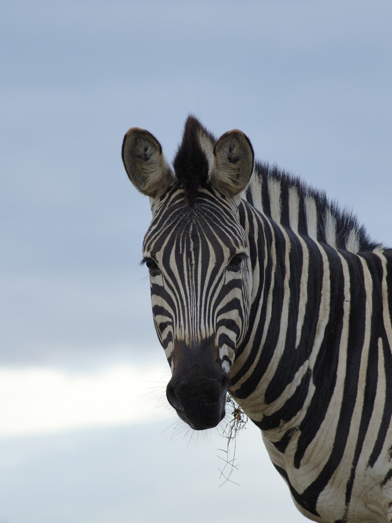 zebra