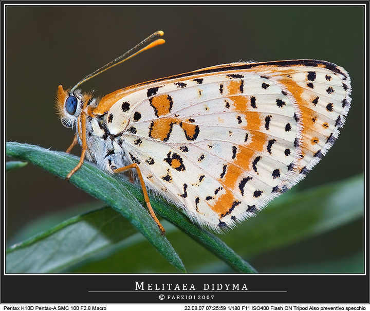 Io... la pi� bella del reame!