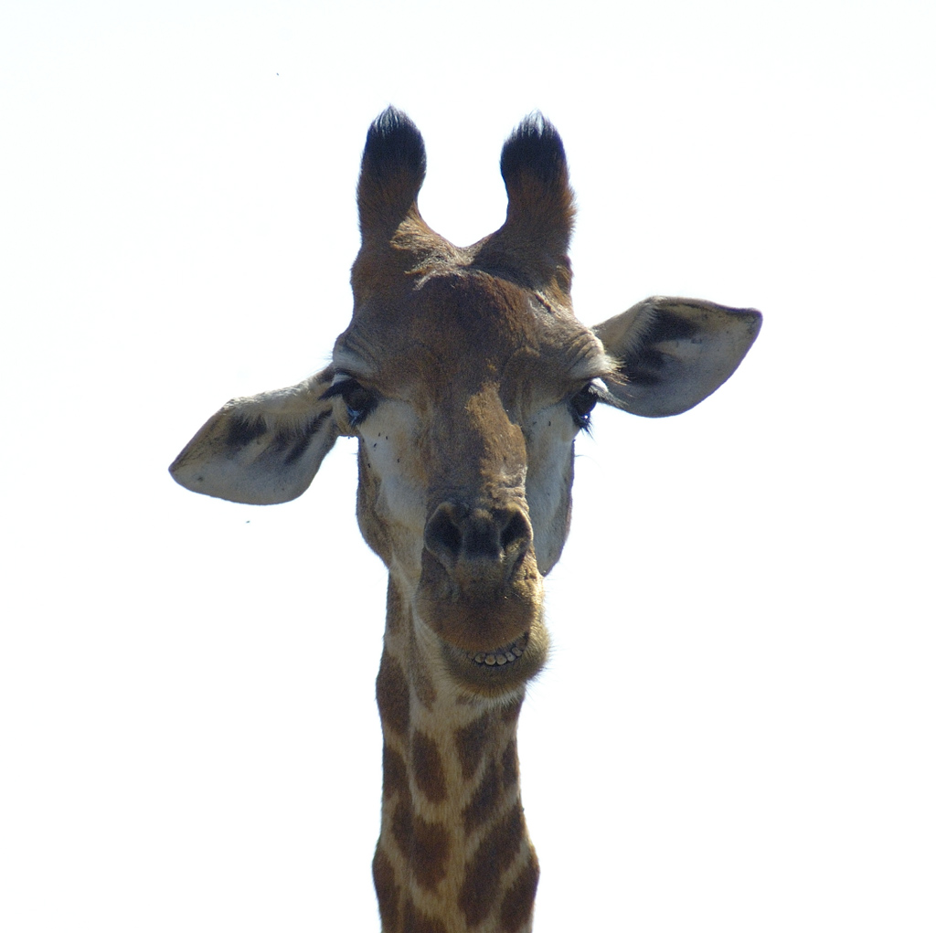 giraffa