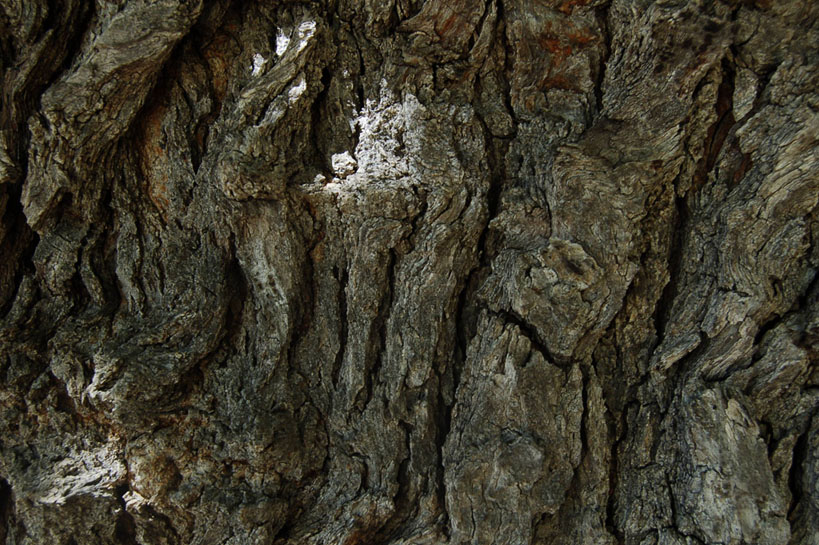 Corteccia del moro secolare di Croce