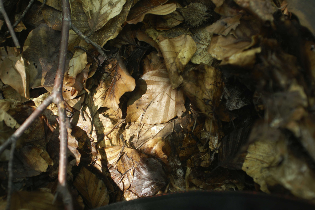 ..raggio di sole nel bosco