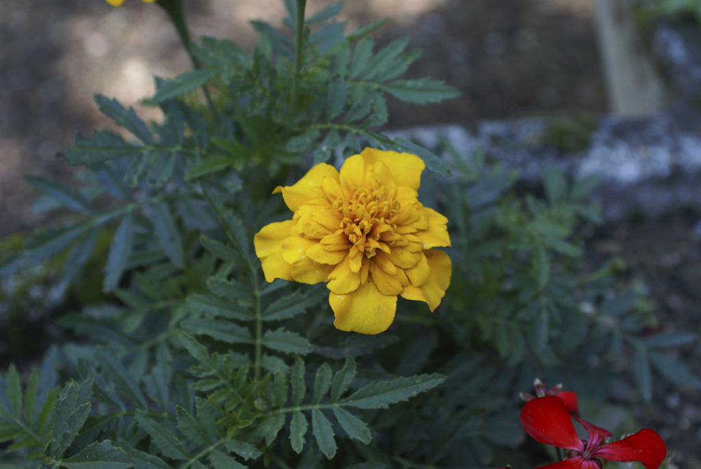 la delicatezza di un fiore..