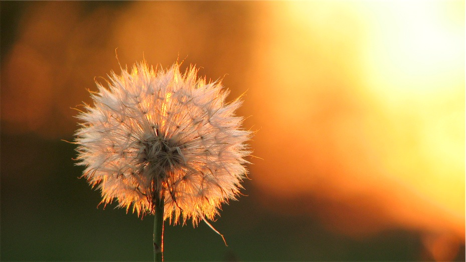 Soffione al tramonto
