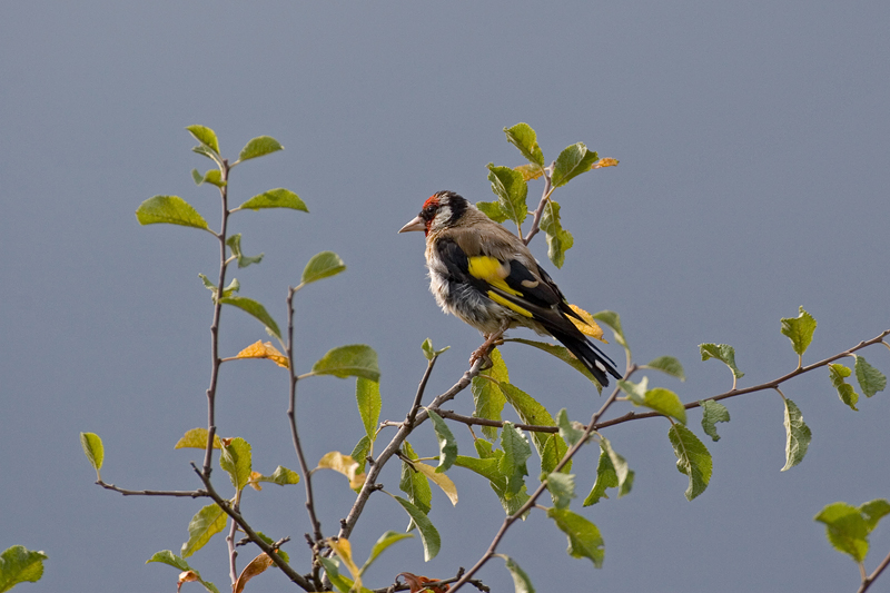 Cardellino