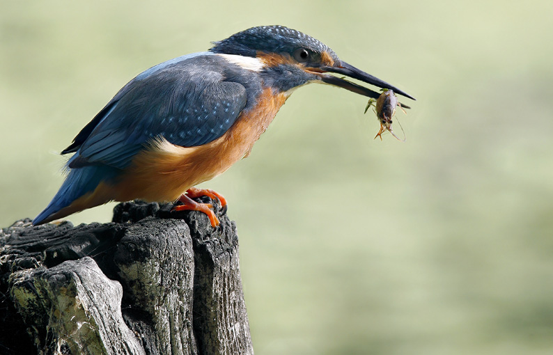 Renzo-Martin con preda